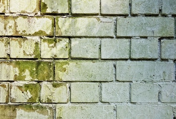 Brick wall with obvious mold