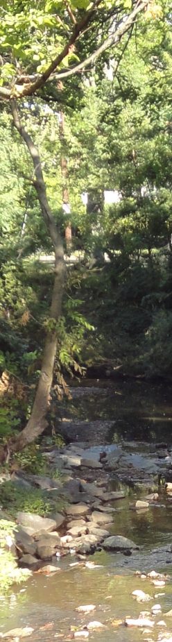 tree with vibrant green leaves near city creek